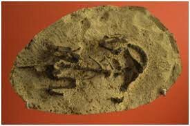 FÓSILES DE LA ERA MESOZOICA