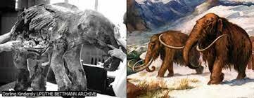 FÓSILES DE LA ERA CENOZOICA