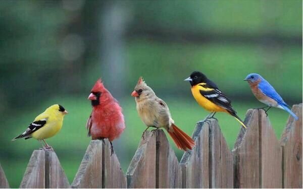 Gripe das aves