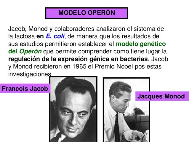 Francois Jacob y Jacques Monod