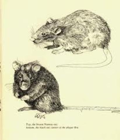 The Black Death disease