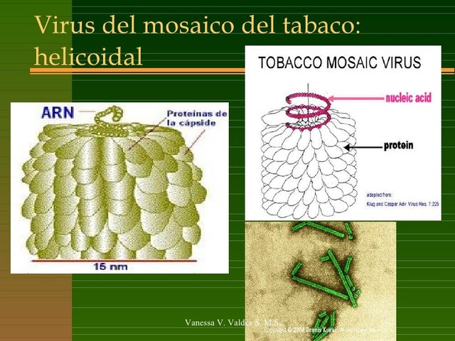 Kug: Estructura del virus del mosaico del tabaco