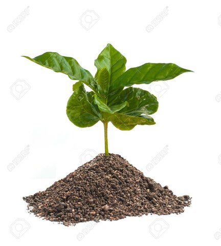 Plantación de cafetos