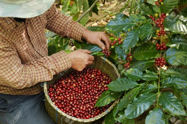 Primera cosecha de café
