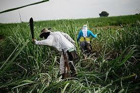 Reconocimiento de las tierras de comunidades negras