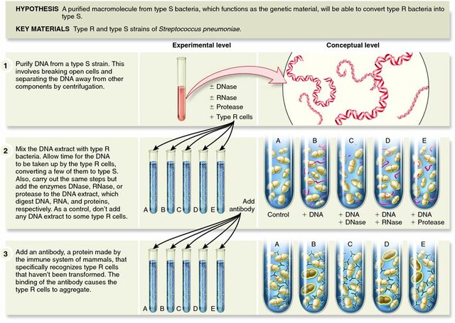 Oswald Avery, Colin Macleod y Maclyn Mccarty
