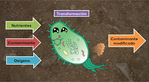 Biorremediación: Utilización de microbios para eliminar contaminantes