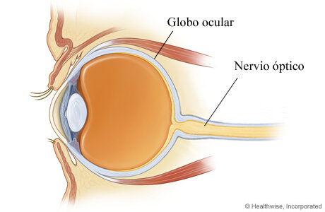 Nervio Óptico