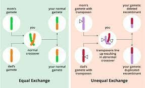 elementos genéticos egoístas