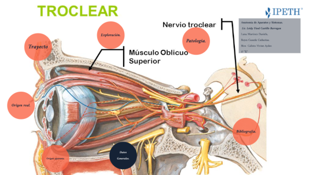 Nervio troclear, o patético