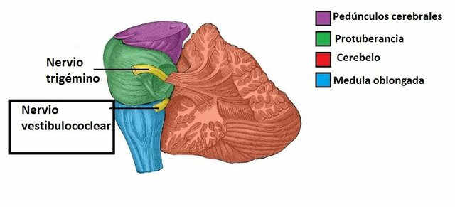 Nervio vestibulococlear