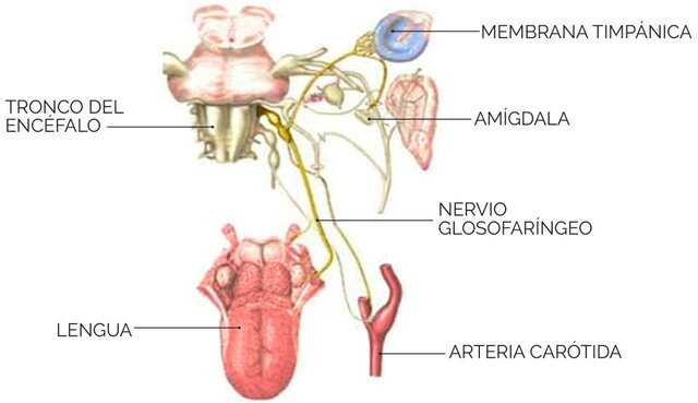 Nervio Glosofaríngeo