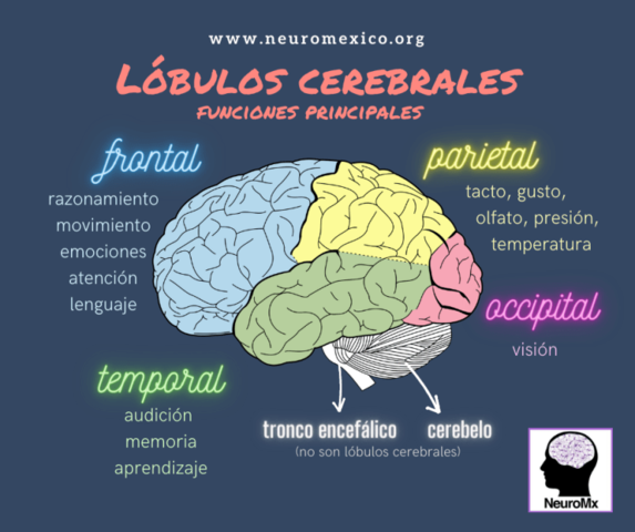 Áreas y lóbulos cerebrales