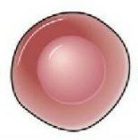 Pro-T y doble negatividad