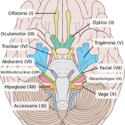 Timeline: Nervios Craneales
