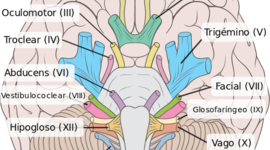 Timeline: Nervios Craneales