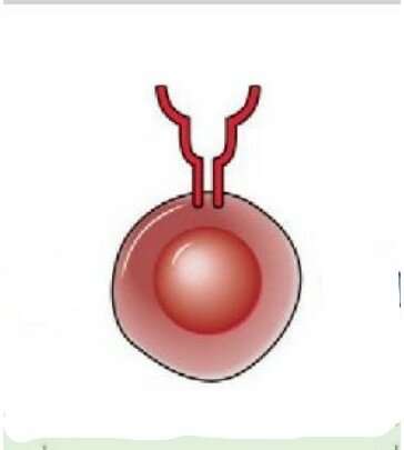Doble positividad, selección positiva y negativa (tolerancia central)