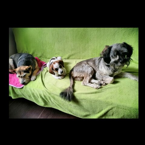 Mis mascotas
