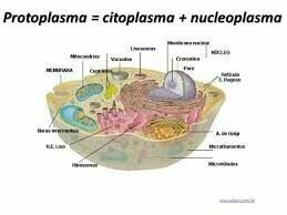 Denominan Protoplasma al líquido interior de la célula.