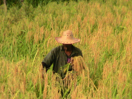 DECRETO 1397 DE 1996 (agosto 8)