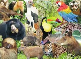 2002: Estrategia Nacional para la prevención y el control del tráfico ilegal de especies silvestres.