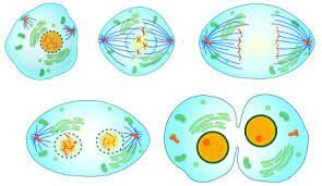 Toda célula proviene de otra célula existente.