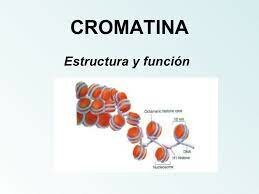 Se descubrió la cromatina