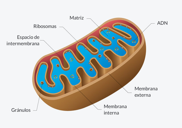 Se identifican las mitocondrias