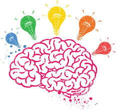 Stade adulte (23-65 ans)