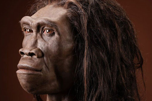 Homo erectus.