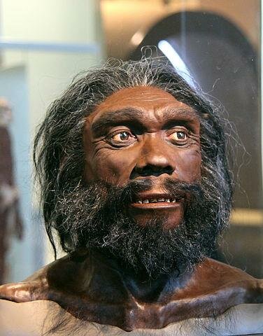 Homo heidelbergensis.