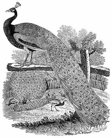 Thomas Bewick's “white line” Technique