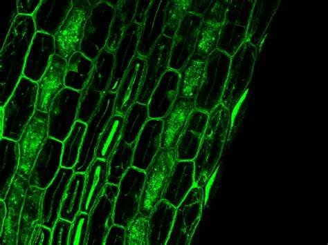 Martin Chalfie (15 de enero de 1947)