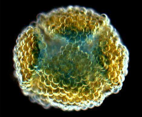 Cables Orgánicos Con Capacidad de Autoensamblarse