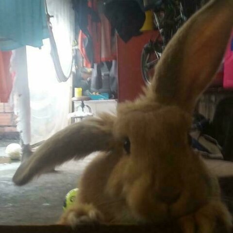 Cuando mi coneja llegó a la casa