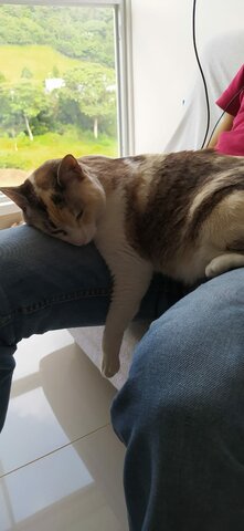 Cuando mi gata llegó a la casa