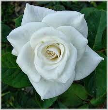 Muerte de mi abuela.