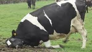 ENFERMEDAD DE LAS VACAS LOCAS