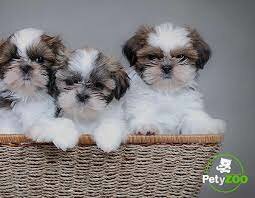 Nacimiento cachorros Mirsha