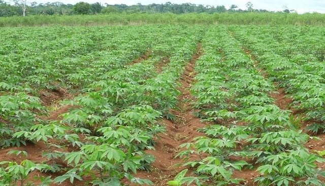 Mi primer inversión