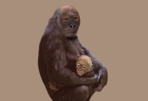 Pierolapithecus catalaunicus