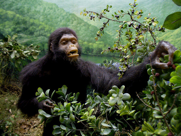 Oreopithecus bambolii