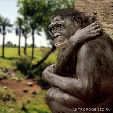 Ardipithecus kadabba