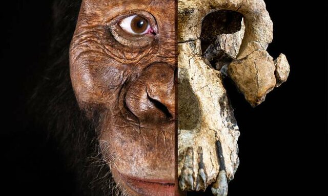 Australopithecus anamensis