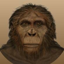 Paranthropus aethiopicus