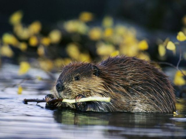Beaver Economy in Crisis