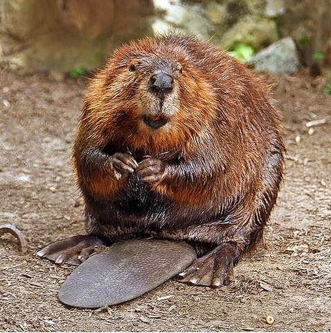 Beaver Economy Gained Strength