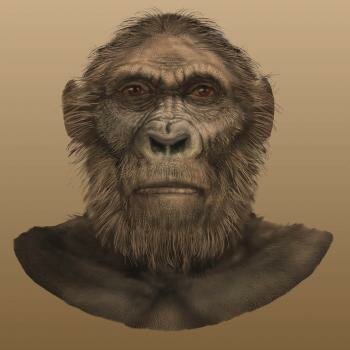 Paranthropus robustus
