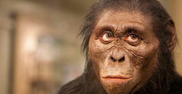 Australopithecus afarensis