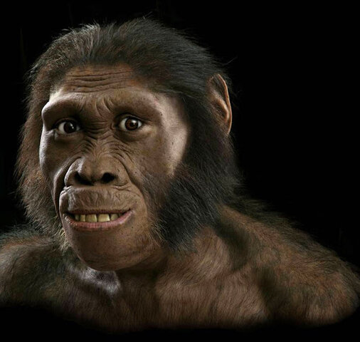 Australopithecus sediba